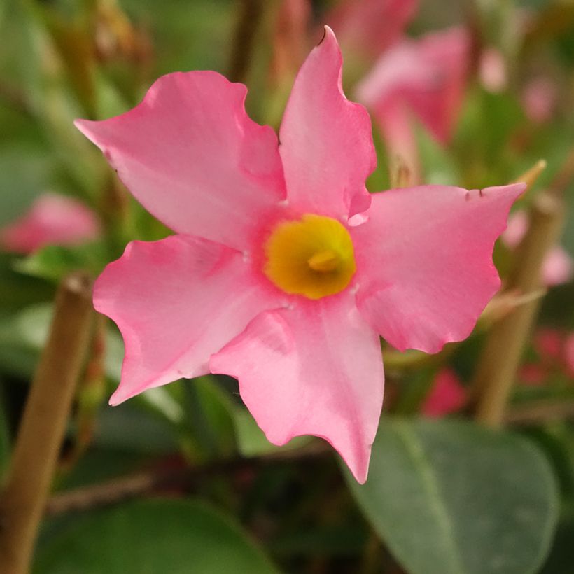 Dipladenia x sanderi Diamantina Opale Fuchsia Flammé - Rocktrumpet (Flowering)