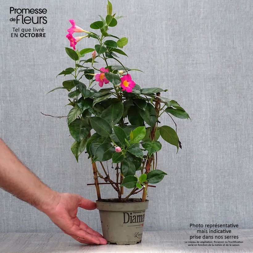 Dipladenia Diamantina Quartz Pink & Yellow Pot de 1L/1,5L sample as delivered in autumn