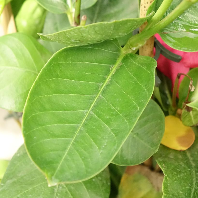 Mandevilla sanderi Diamantina Fuchsia Intense (Foliage)