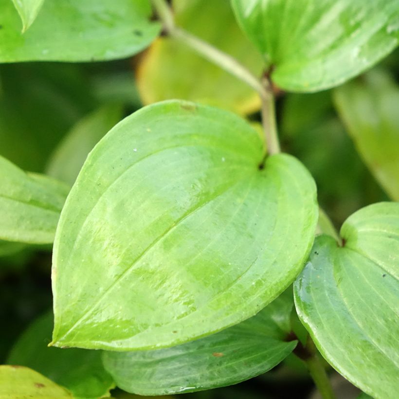 Disporum megalanthum (Foliage)