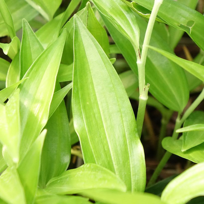 Disporum sessile (Foliage)