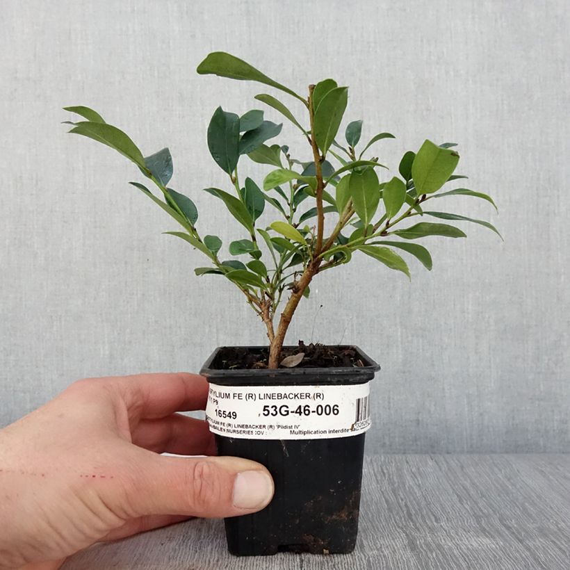 Distylium Linebacker  Godet de 9cm sample as delivered in spring