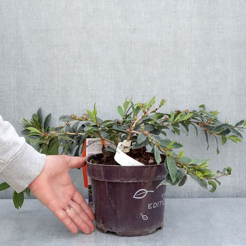 Distylium myricoides (x) racemosus Vintage Jade 2L/3L potShipped height around 30/40cm sample as delivered in spring