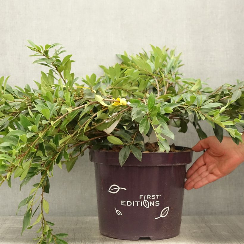 Distylium myricoides (x) racemosus Vintage Jade 7.5L/10L potShipped height around 40/50cm sample as delivered in spring