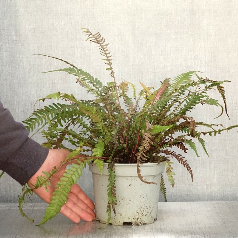 Doodia media 2L/3L pot sample as delivered in autumn