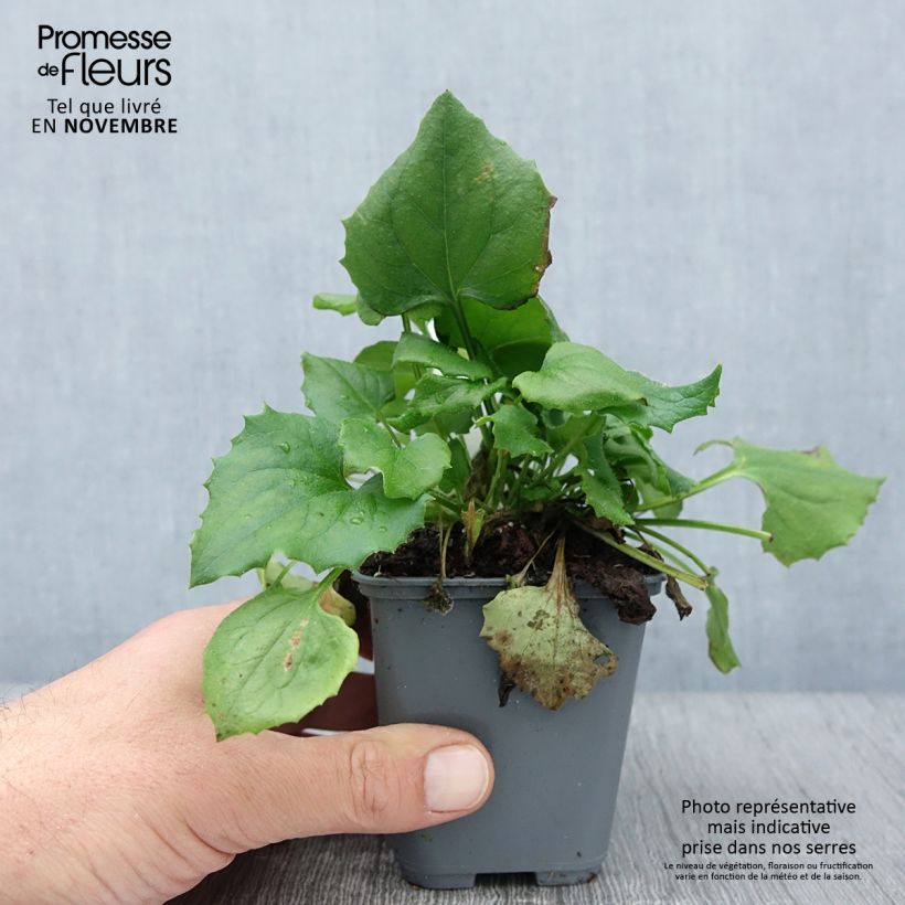 Doronicum Finesse 8/9 cm pot sample as delivered in autumn