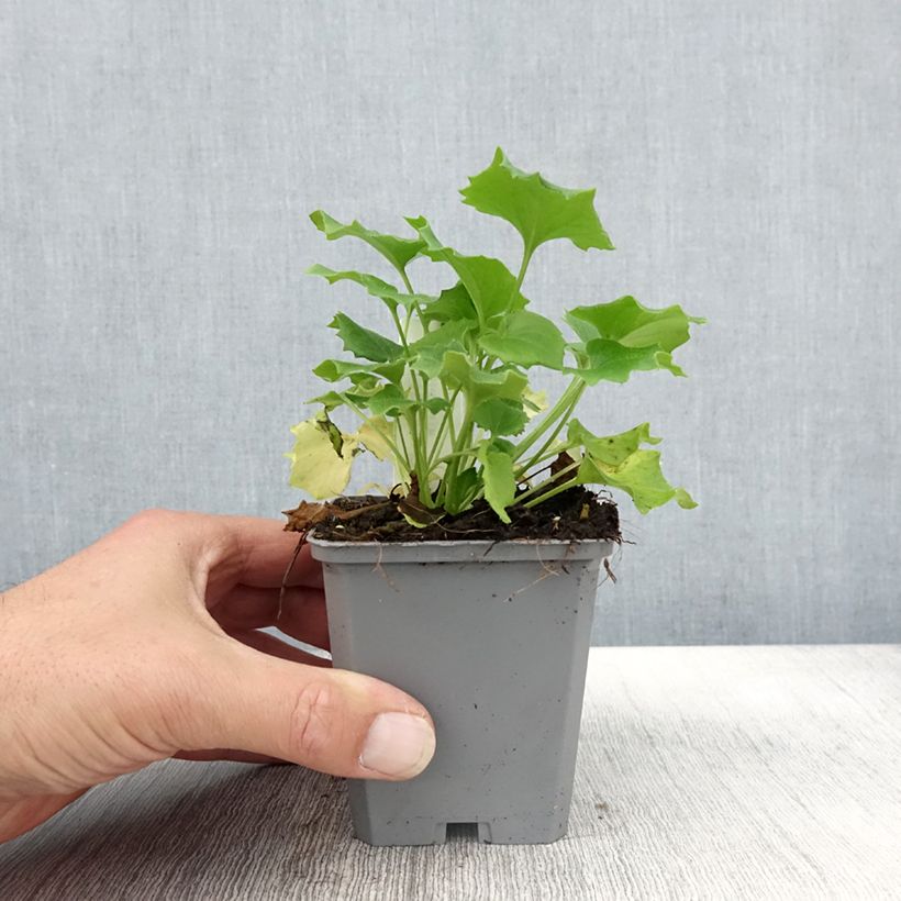 Doronicum orientale Little Leo 8/9 cm pot sample as delivered in autumn