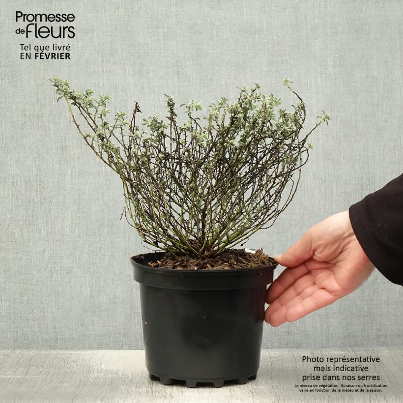 Dorycnium hirsutum Frejorgues - Pot de 3L/4L sample as delivered in winter