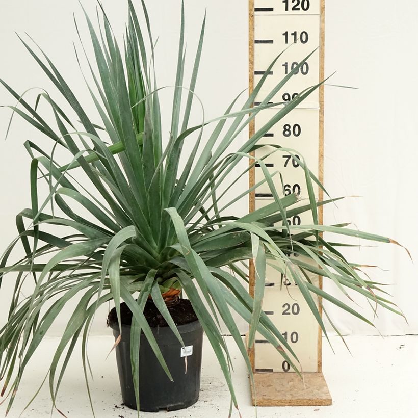 Dracaena draco - Dragon Tree 18L/20L pot sample as delivered in summer