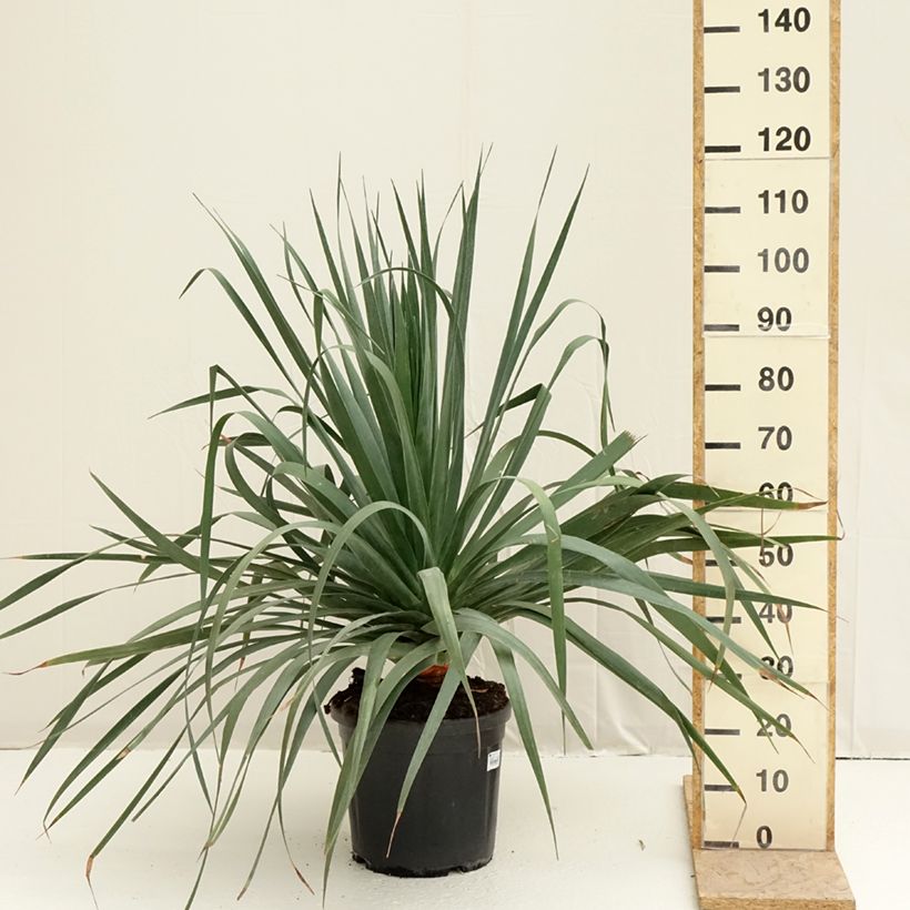 Dracaena draco - Dragon Tree 12cm potShipped height around 20/30cm sample as delivered in spring