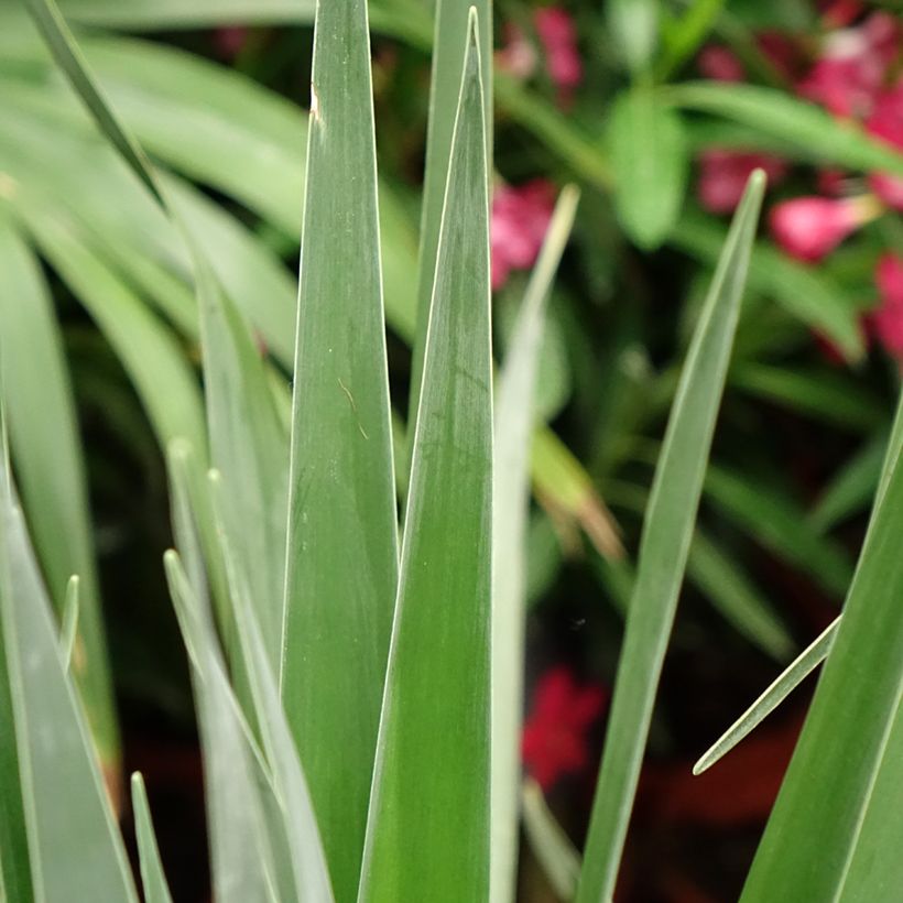 Dracaena draco - Dragon Tree (Foliage)