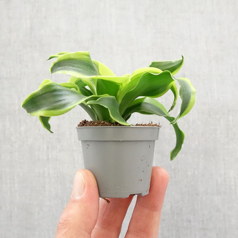 Dracaena fragrans Dragontree Tornado - Dragon tree Mini-plante sample as delivered in spring
