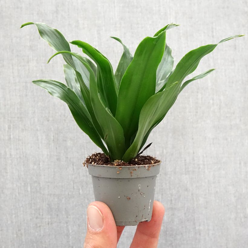 Dracaena fragrans Janet Craig - Corn plant Mini-plante sample as delivered in spring