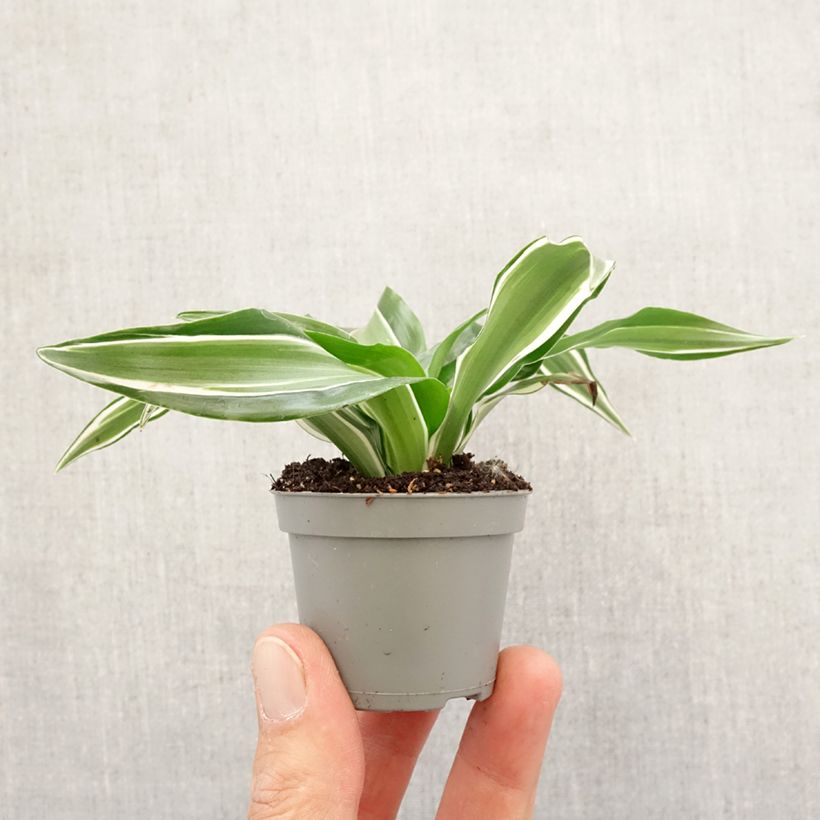 Dracaena fragrans Kanzi  - Corn plant Mini-plante sample as delivered in spring