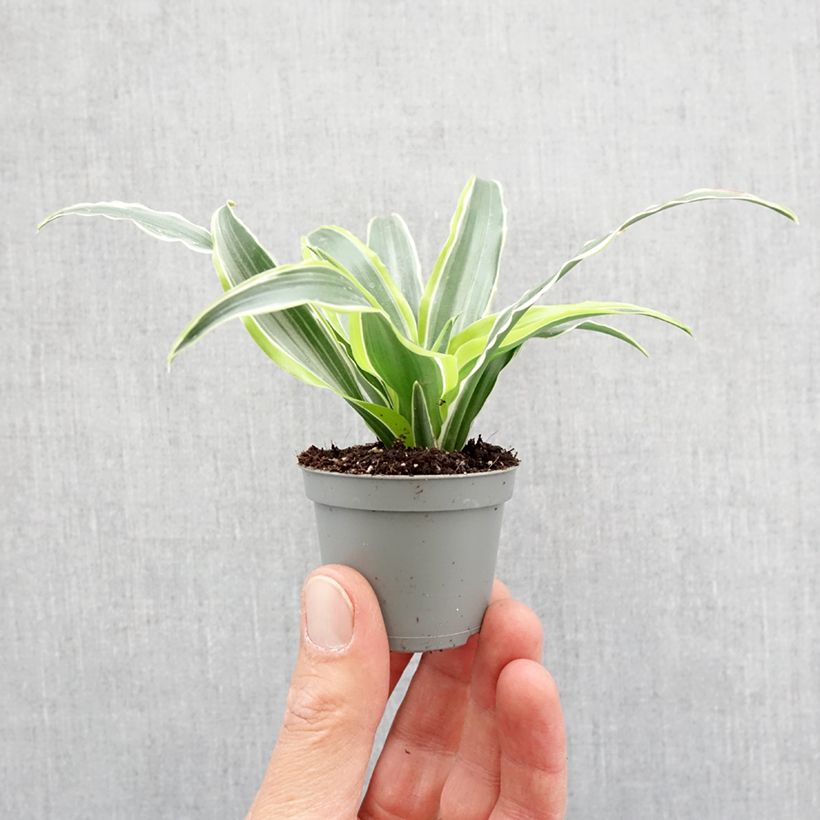 Dracaena fragrans Lemon Surprise - Dragon tree Mini-plante sample as delivered in spring