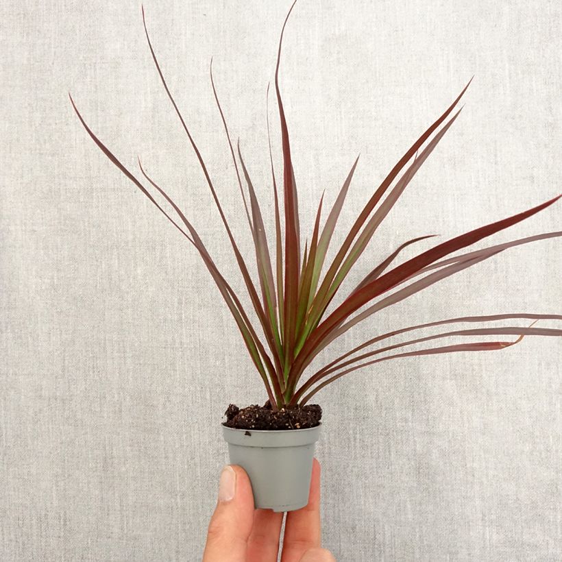 Dracaena reflexa var. angustifolia Magenta - Dragon tree Mini-plante sample as delivered in spring