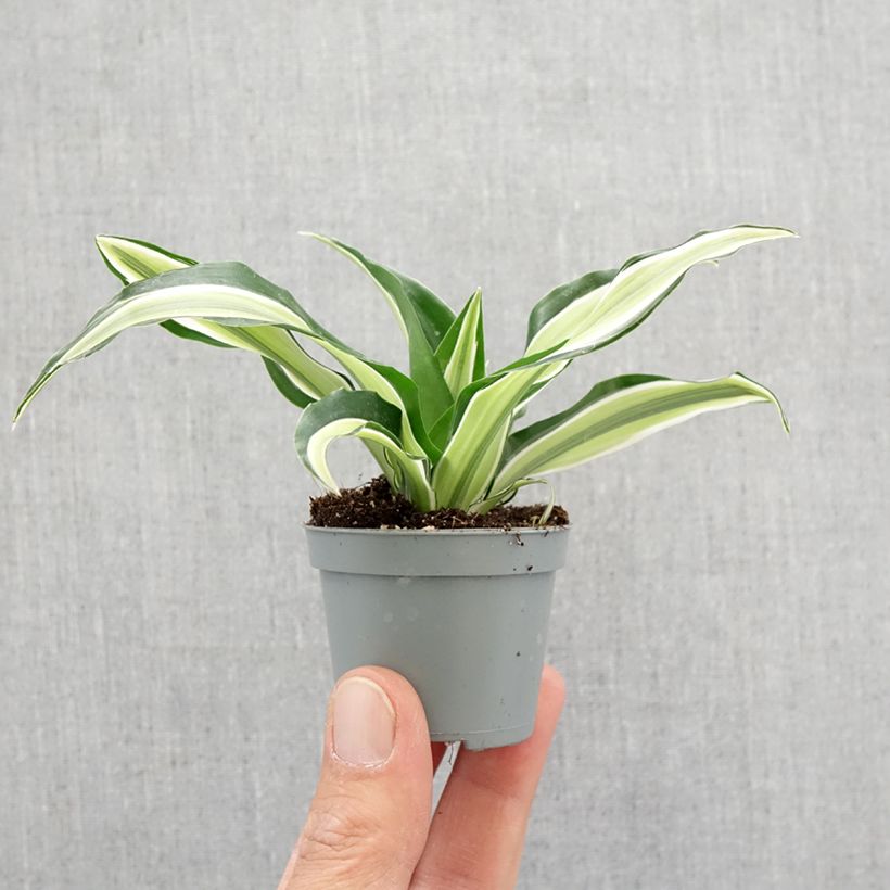 Dracaena fragrans Malaika - Corn plant Mini-plante sample as delivered in spring