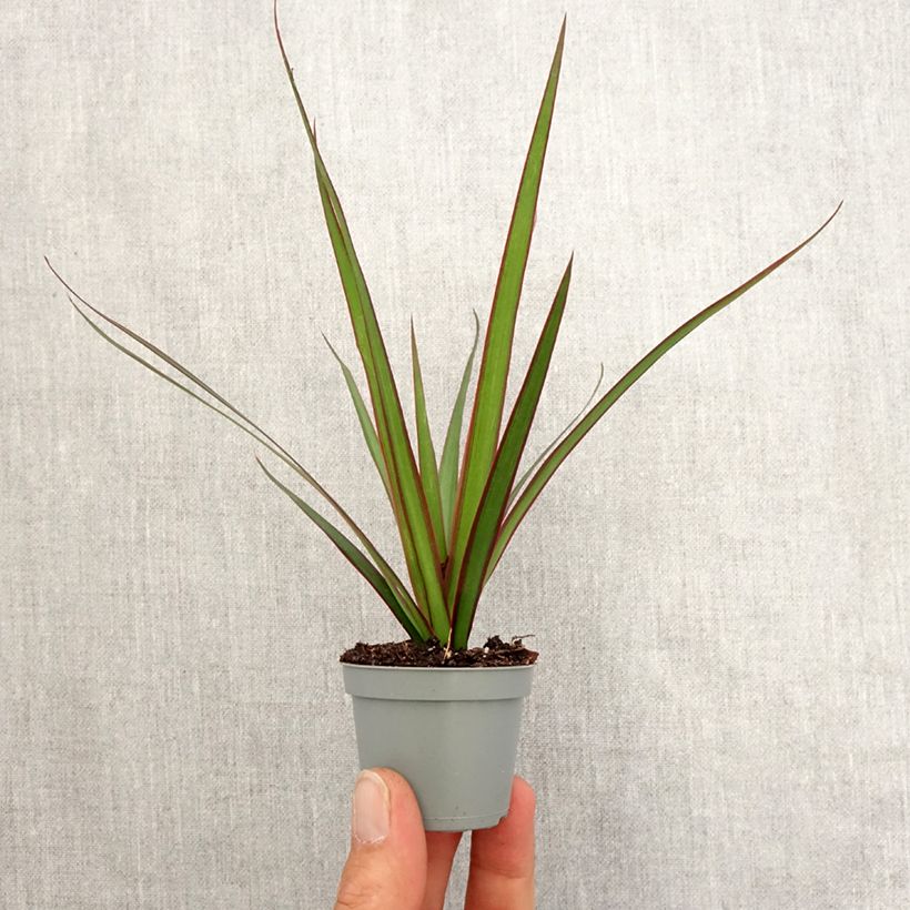 Dracaena reflexa var. angustifolia  - Dragon tree Mini-plante sample as delivered in spring