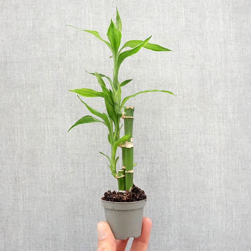 Lucky bamboo - Dracaena sanderiana Mini-plante sample as delivered in spring