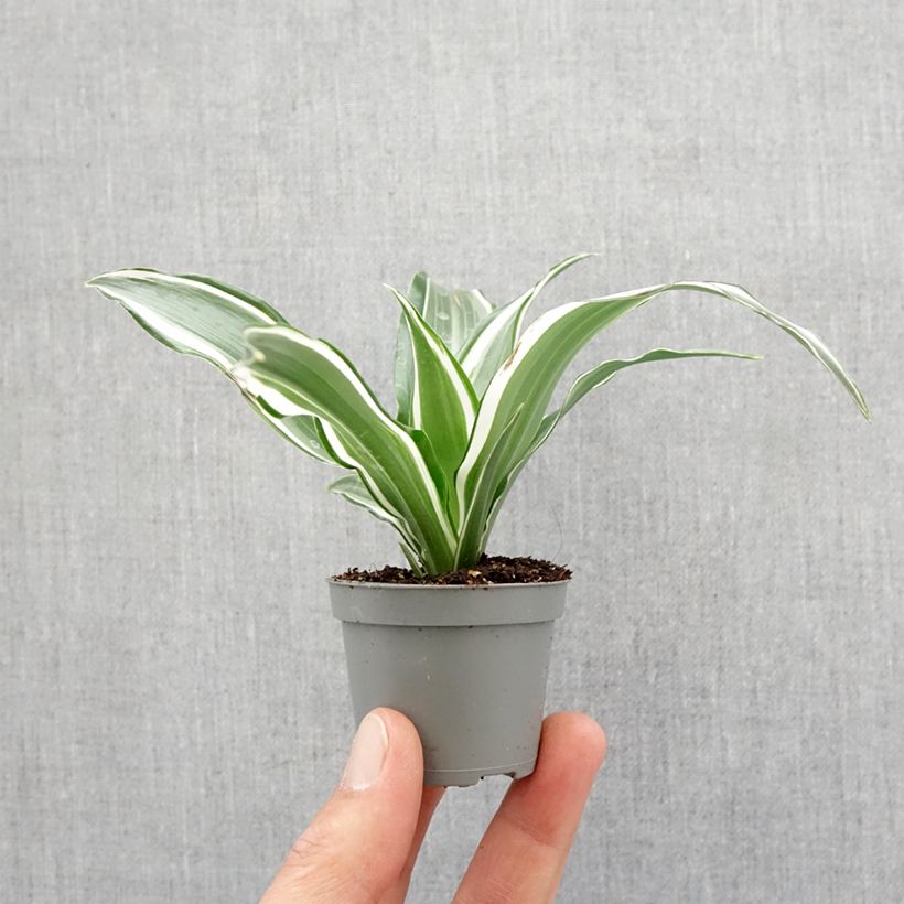 Dracaena fragrans White Jewel - Corn plant Mini-plante sample as delivered in spring