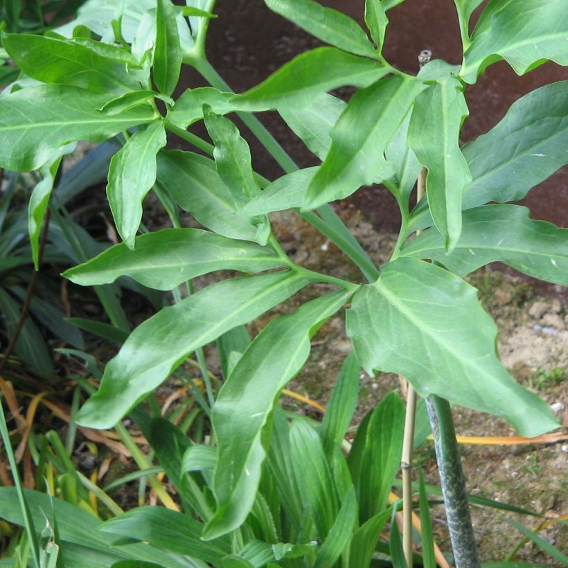 Dracunculus vulgaris - Dragon Lily (Foliage)