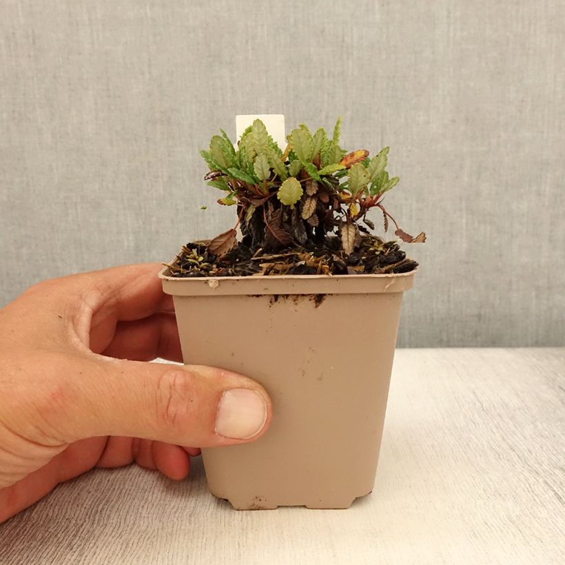 Dryas x suendermannii 8/9 cm pot sample as delivered in summer