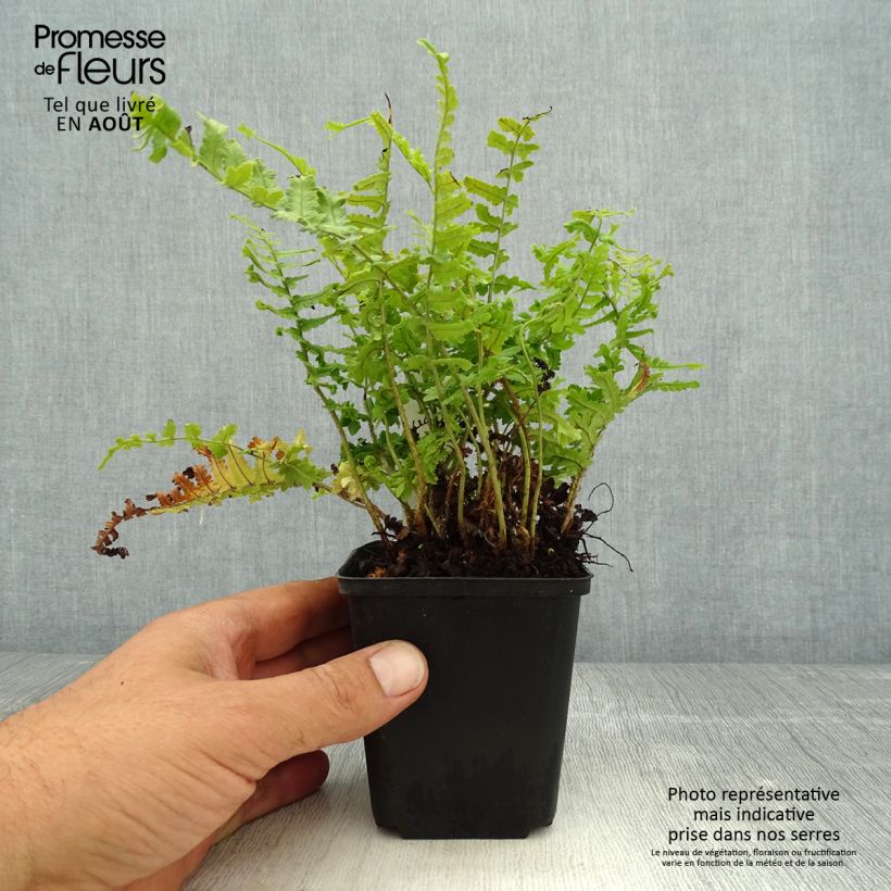 Dryopteris affinis Cristata - Scaly Male Fern 8/9 cm pot sample as delivered in summer