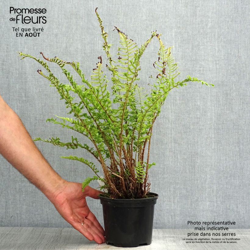 Dryopteris affinis Cristata - Scaly Male Fern 2L/3L pot sample as delivered in summer