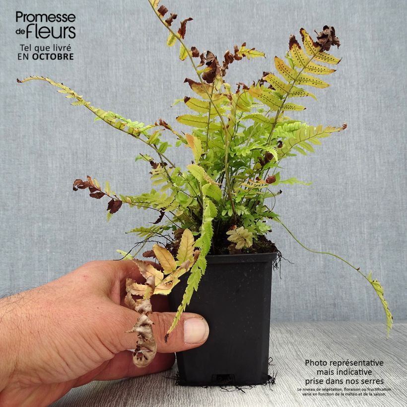 Dryopteris atrata ou cycadina - Fougère Godet de 9cm sample as delivered in autumn