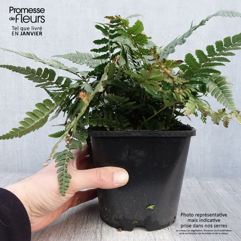 Dryopteris championii - Champion's Wood fern sample as delivered in winter