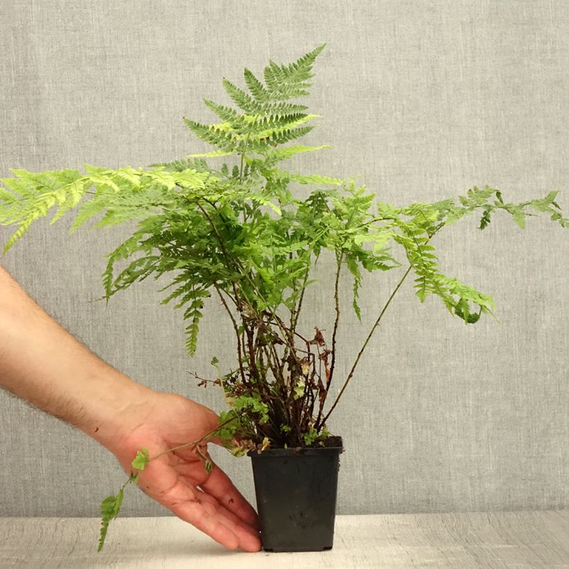 Dryopteris dilatata - Broad Buckler Fern 8/9 cm pot sample as delivered in summer
