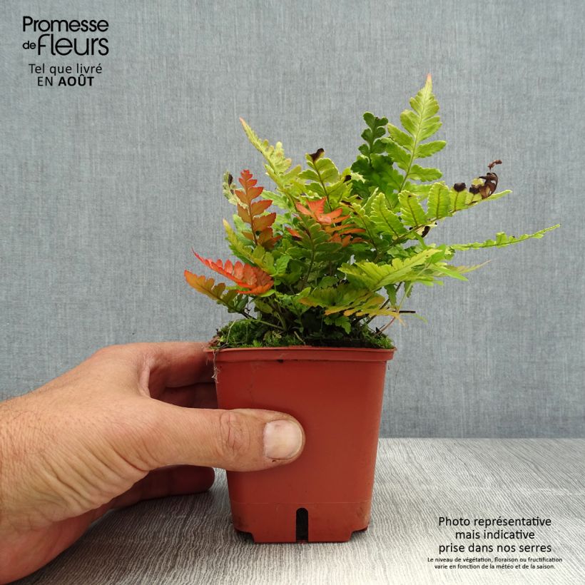 Dryopteris erythrosora Prolifica - Copper Fern 8/9 cm pot sample as delivered in summer