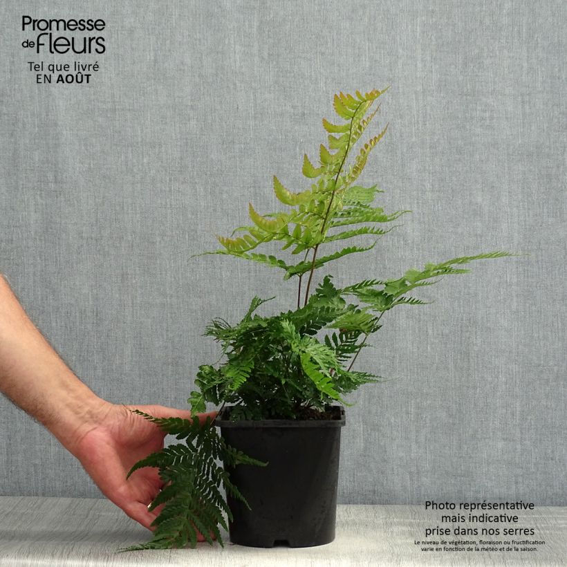 Dryopteris erythrosora Prolifica - Copper Fern 2L/3L pot sample as delivered in summer