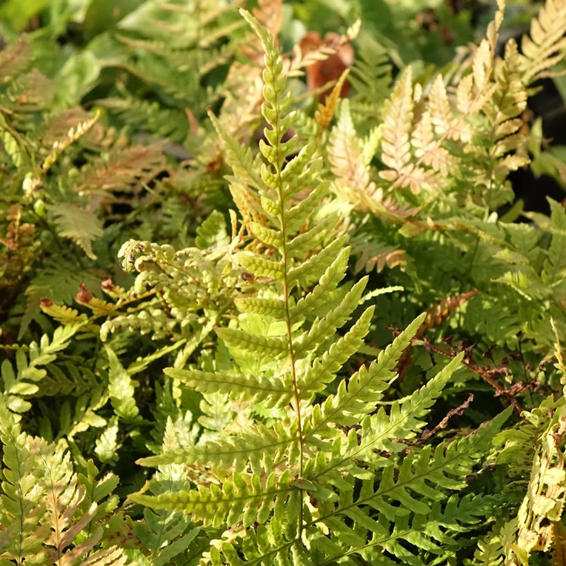 Dryopteris erythrosora Prolifica - Copper Fern (Foliage)