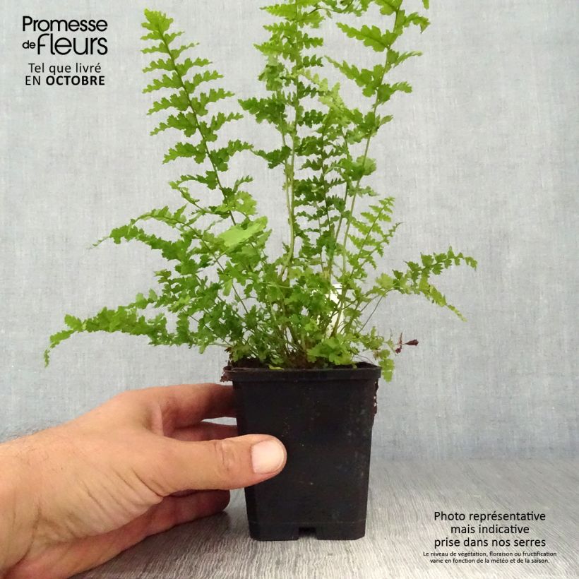 Dryopteris filix-mas Barnesii - Fougère mâle Godet de 9cm sample as delivered in autumn