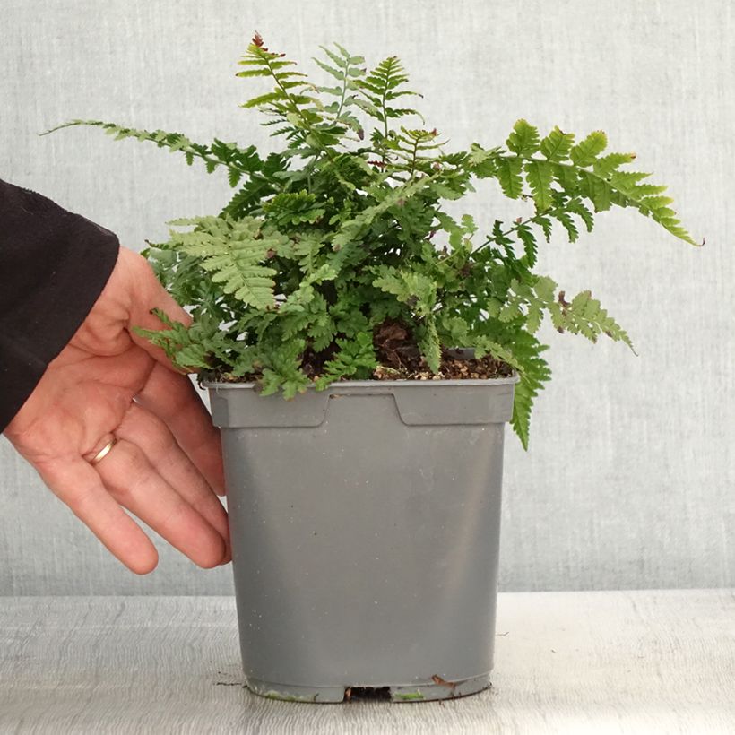 Dryopteris filix-mas - Male Fern 2L/3L pot sample as delivered in spring