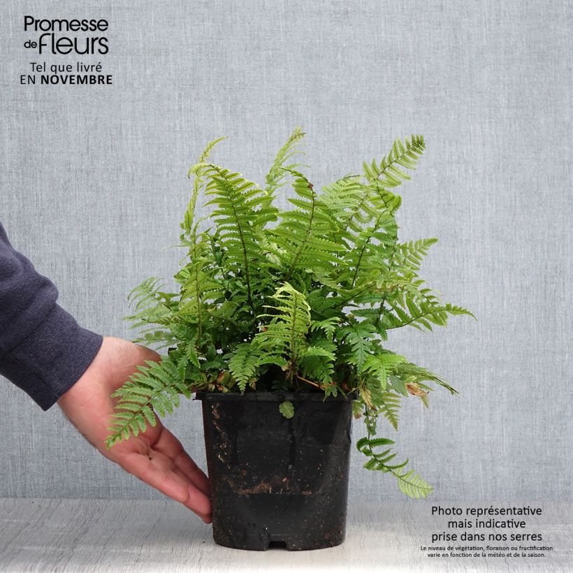 Dryopteris kuratae - Fougère Pot de 2L/3L sample as delivered in autumn