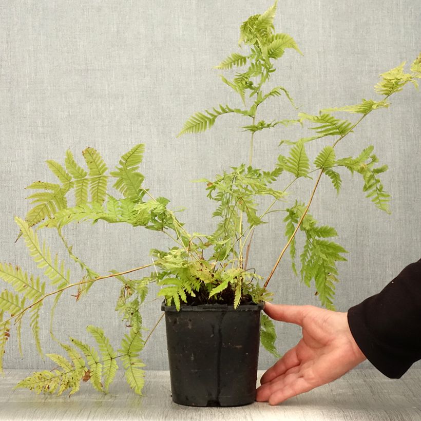 Dryopteris lepidopoda - Sunset Fern 2L/3L pot sample as delivered in spring