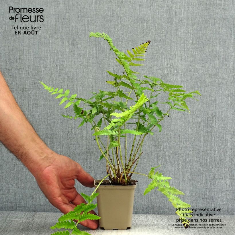 Dryopteris ludoviciana - Florida Shield Fern 8/9 cm pot sample as delivered in summer
