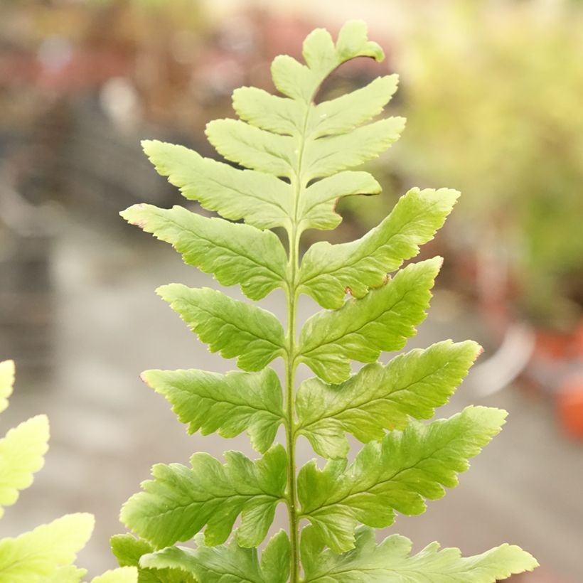 Dryopteris ludoviciana - Florida Shield Fern (Foliage)