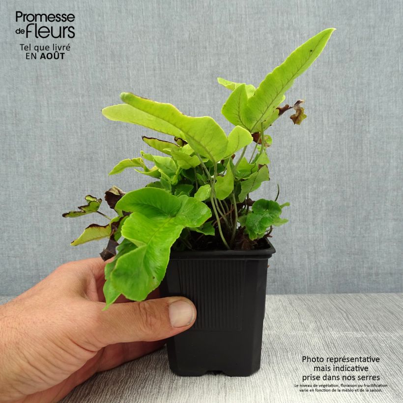 Dryopteris sieboldii - Japanese Fern 8/9 cm pot sample as delivered in summer
