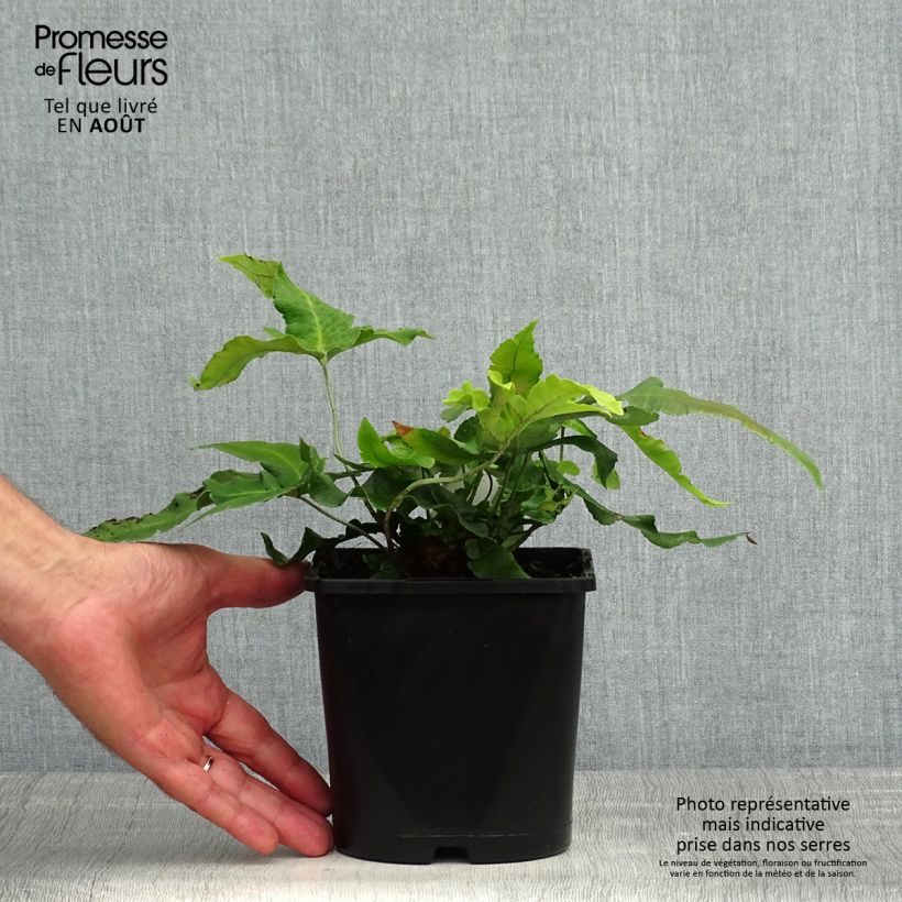 Dryopteris sieboldii - Japanese Fern 2L/3L pot sample as delivered in summer