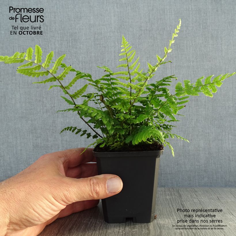 Dryopteris wallichiana - Fougère Godet de 9cm sample as delivered in autumn