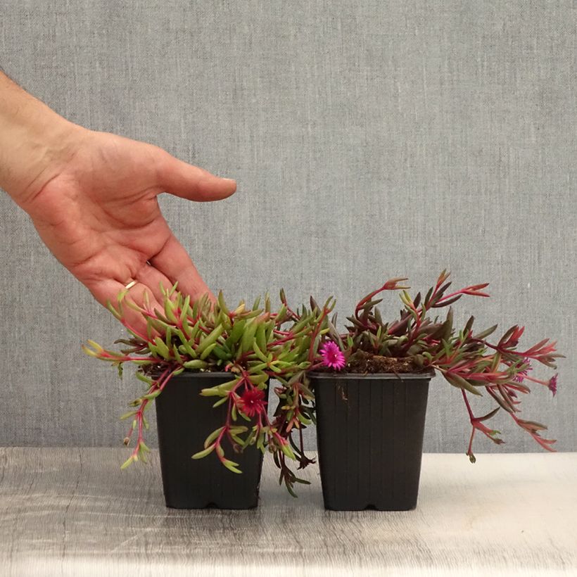 Duo of red and purple Delosperma sample as delivered in summer