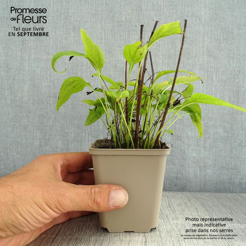 Echinacea purpurea Avalanche - Purple Coneflower 8/9 cm pot sample as delivered in summer