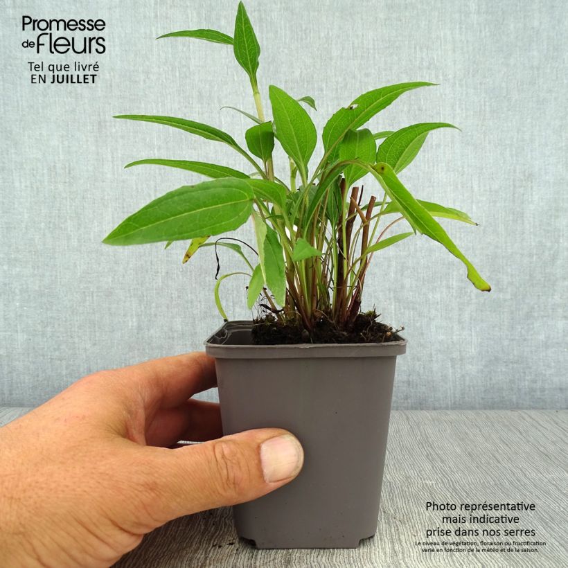 Echinacea purpurea Dark Shadows Wicked - Purple Coneflower 8/9 cm pot sample as delivered in summer