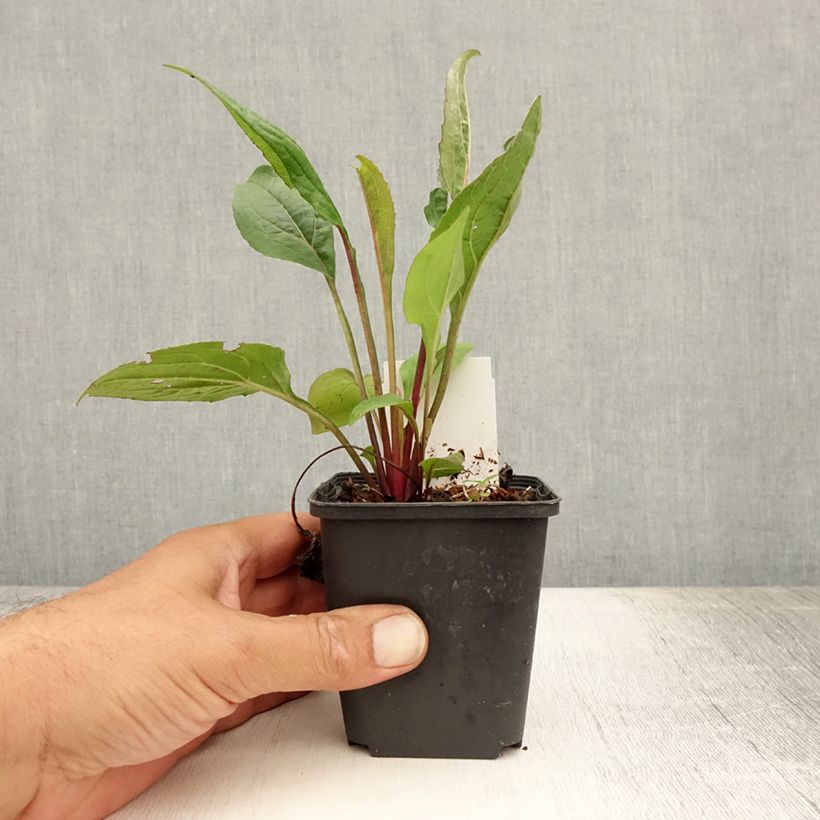 Echinacea purpurea Fatal Attraction - Purple Coneflower 8/9 cm pot sample as delivered in summer