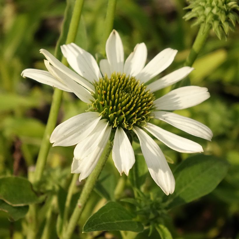 Echinacea purpurea Kismet White - Purple coneflower (Flowering)