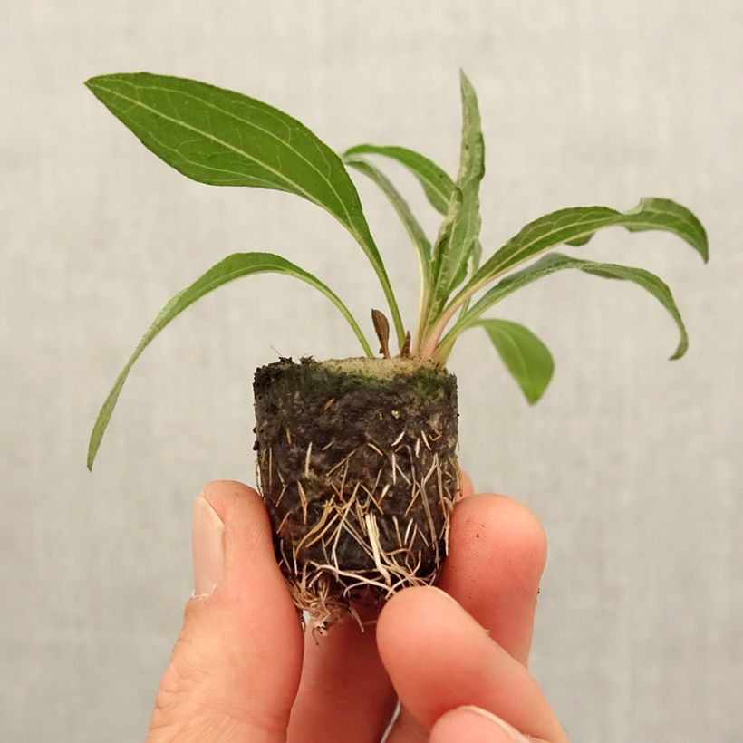 Echinacea Mini Belle Plug plant 3/4cm sample as delivered in spring