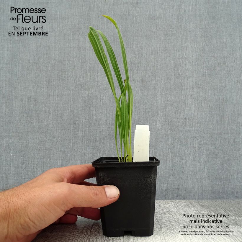 Echinacea paradoxa - Coneflower 8/9 cm pot sample as delivered in summer